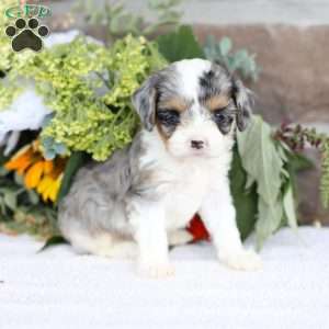 Bailey, Cavapoo Puppy